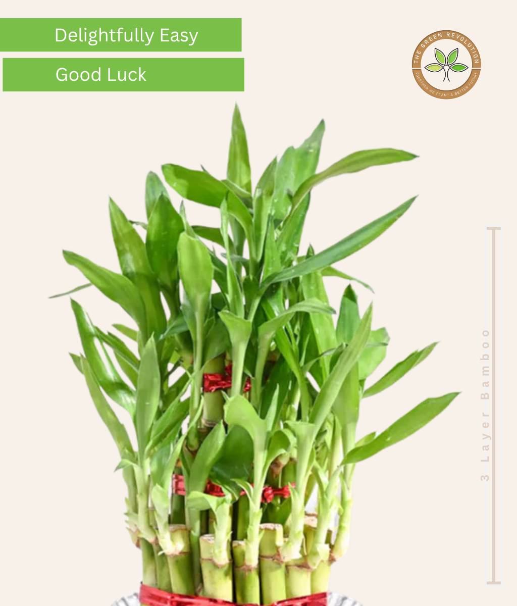 Lucky Bamboo (Dracaena Sanderiana)