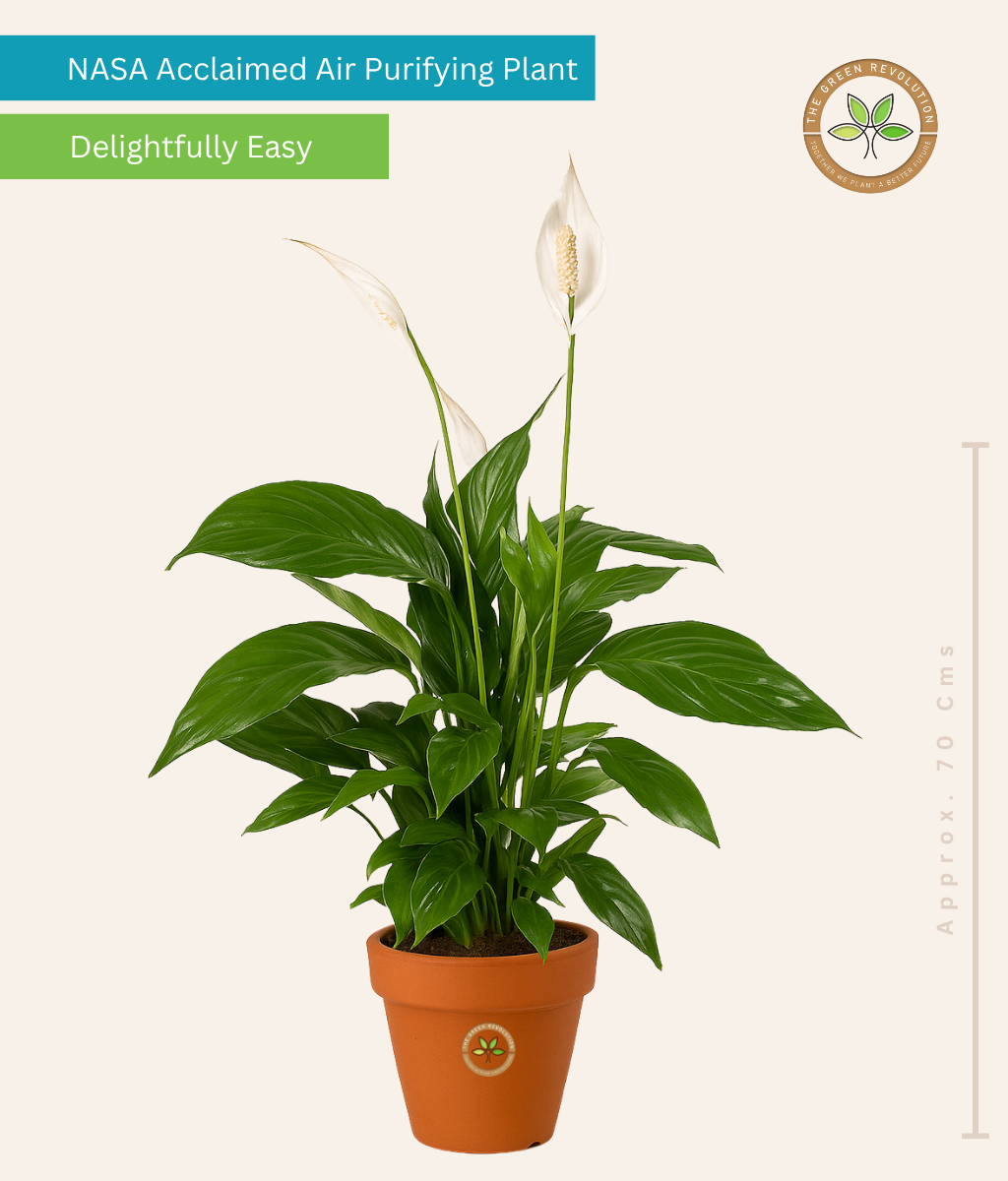 Spathiphyllum (Peace Lily)