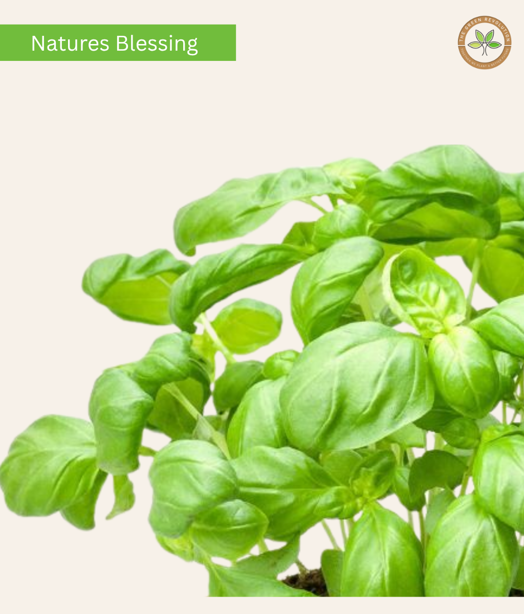 Sweet Basil (Ocimum basilicum)