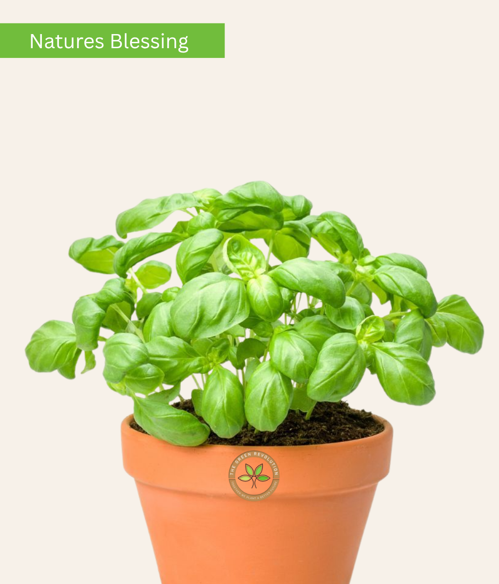Sweet Basil (Ocimum basilicum)