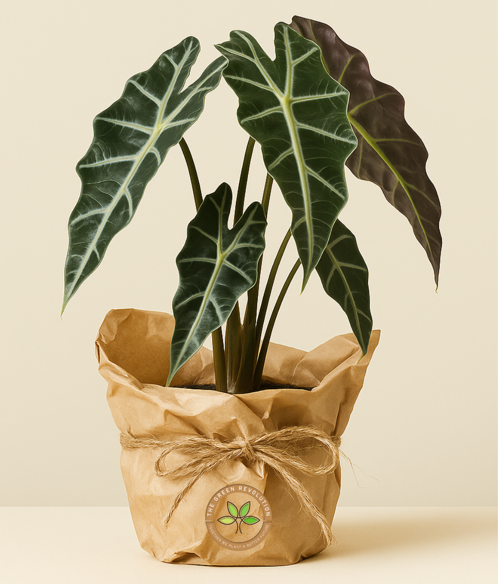 Alocasia Polly (African Mask Plant)