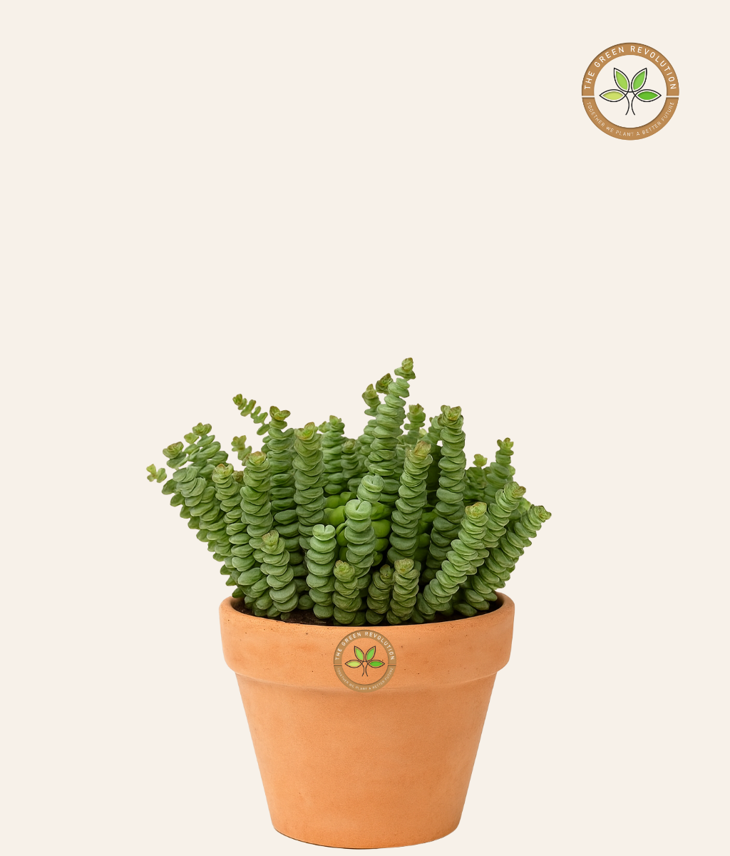 jade necklace succulent care Crassula Marnieriana (Jade Necklace Plant) – The Green Revolution (TGR)