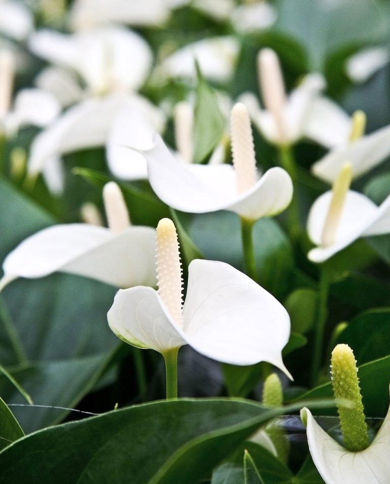 Anthurium White (White Flamingo Flower)