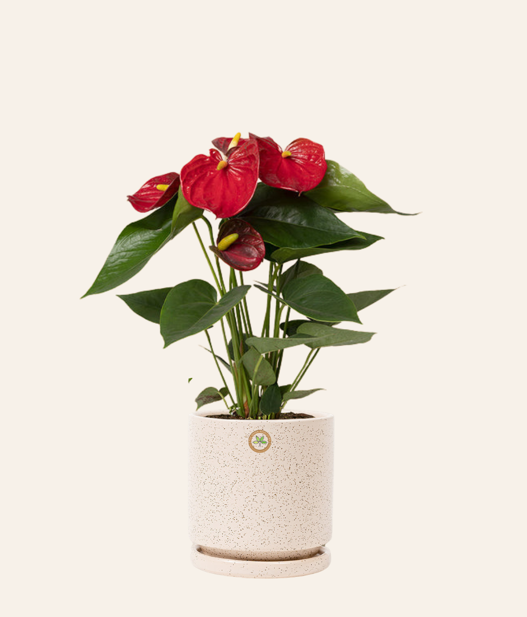 Anthurium Andreanum (Flamingo Flower)