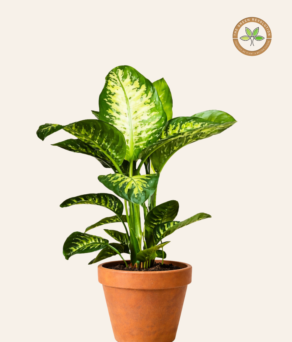 Dieffenbachia