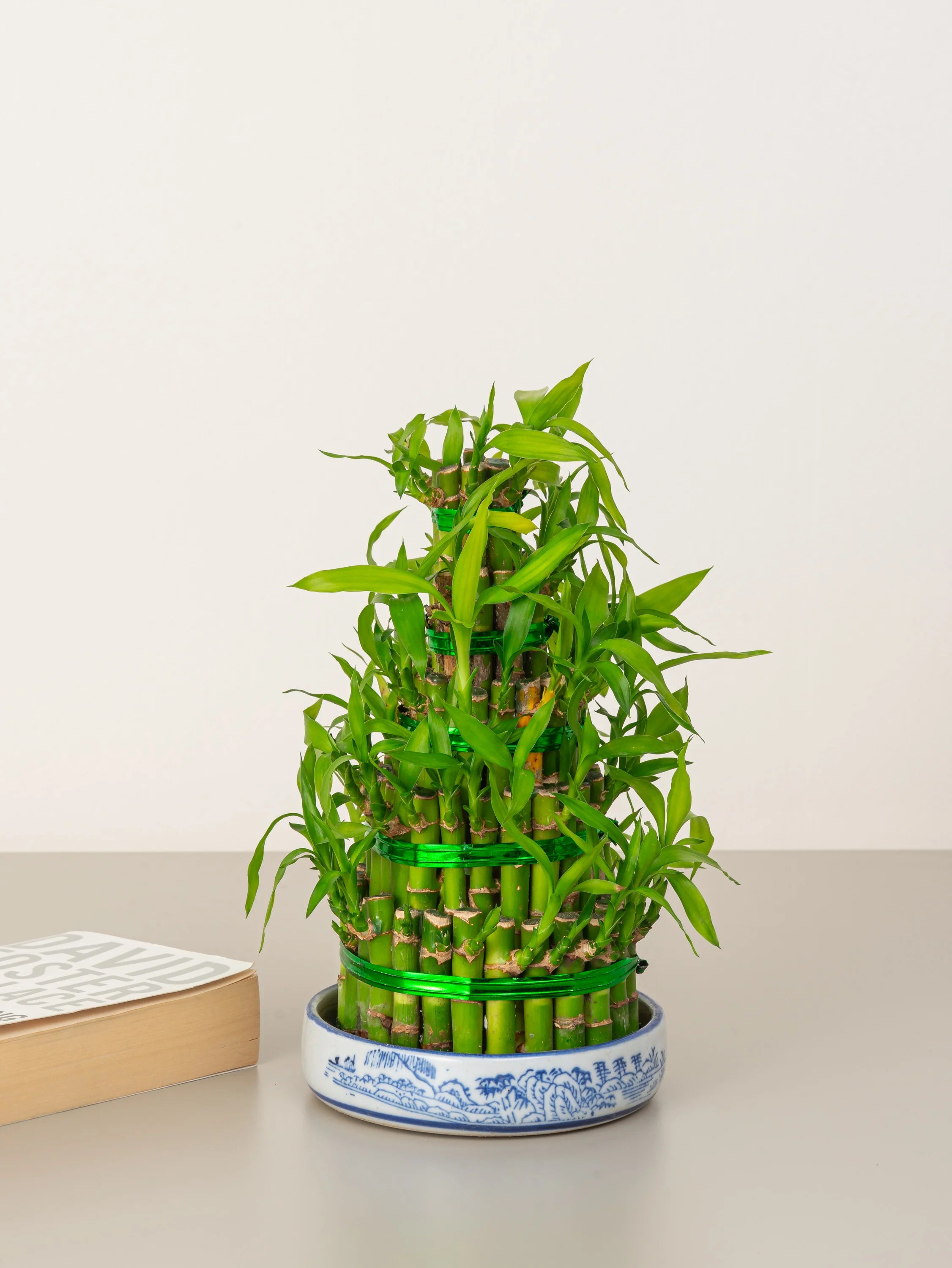 Lucky Bamboo (Dracaena Sanderiana)