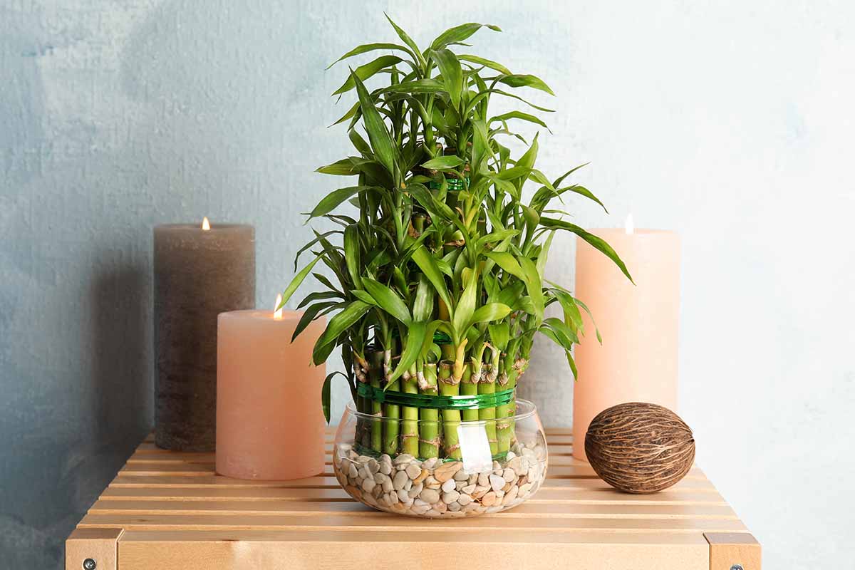 Lucky Bamboo (Dracaena Sanderiana)