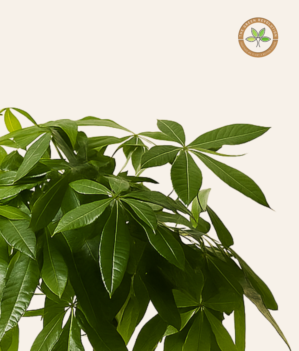 Pachira (Pachira aquatica) (Braided)