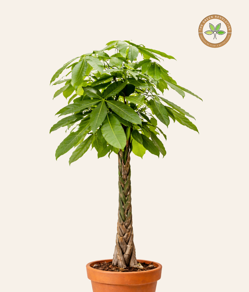 Pachira (Pachira aquatica) (Braided)