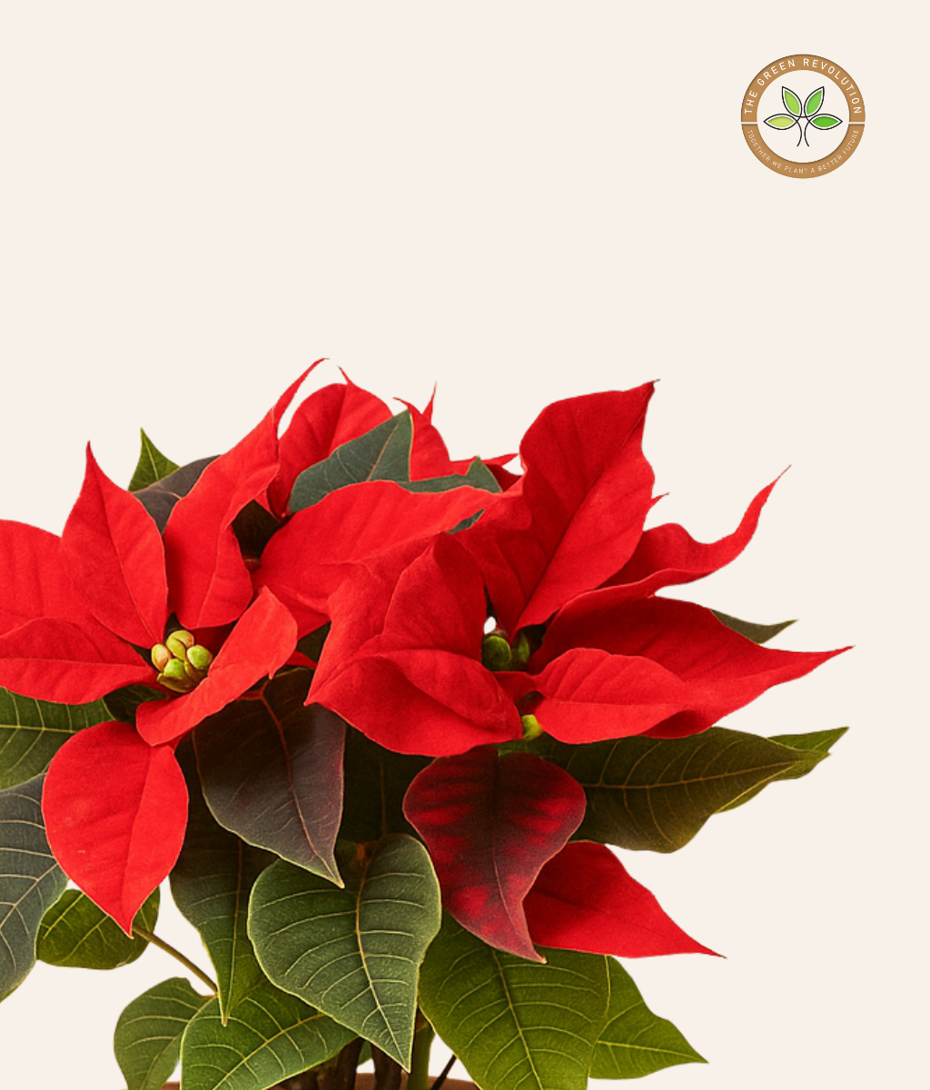 Vibrant Indoor Poinsettia Plant Dubai
