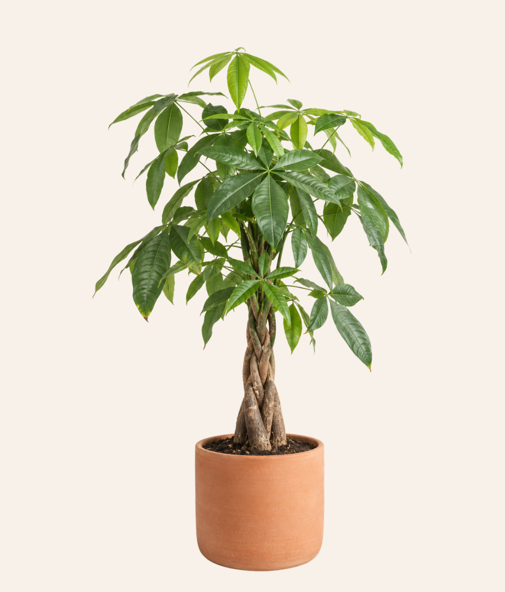 Pachira (Money Tree) (Braided)