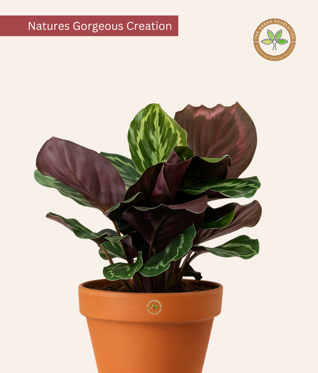 rose painted prayer plant Calathea Roseopicta (Rose Painted Calathea) – The Green Revolution (TGR)