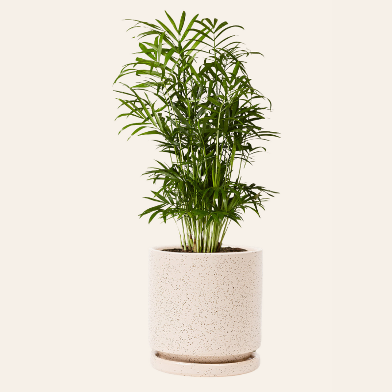 Chamaedorea Palm (Chamaedorea species)