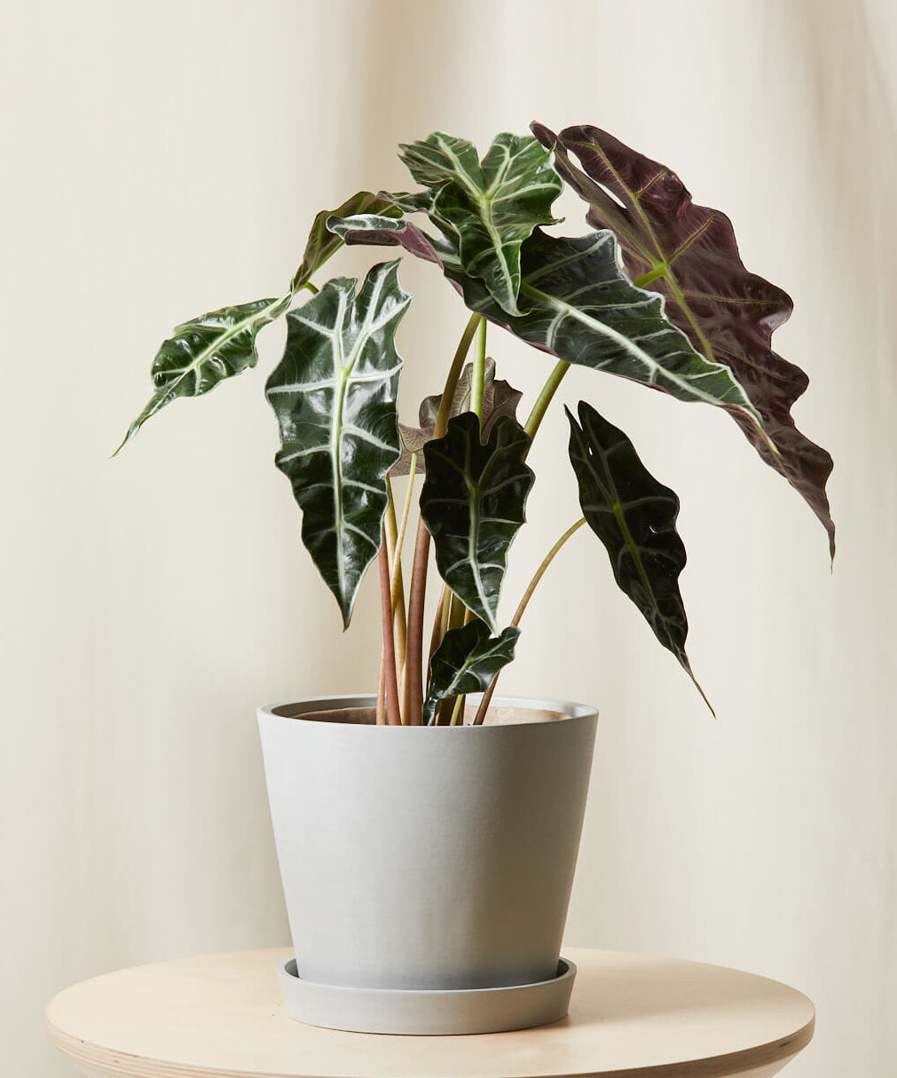 Alocasia Polly (African Mask Plant)