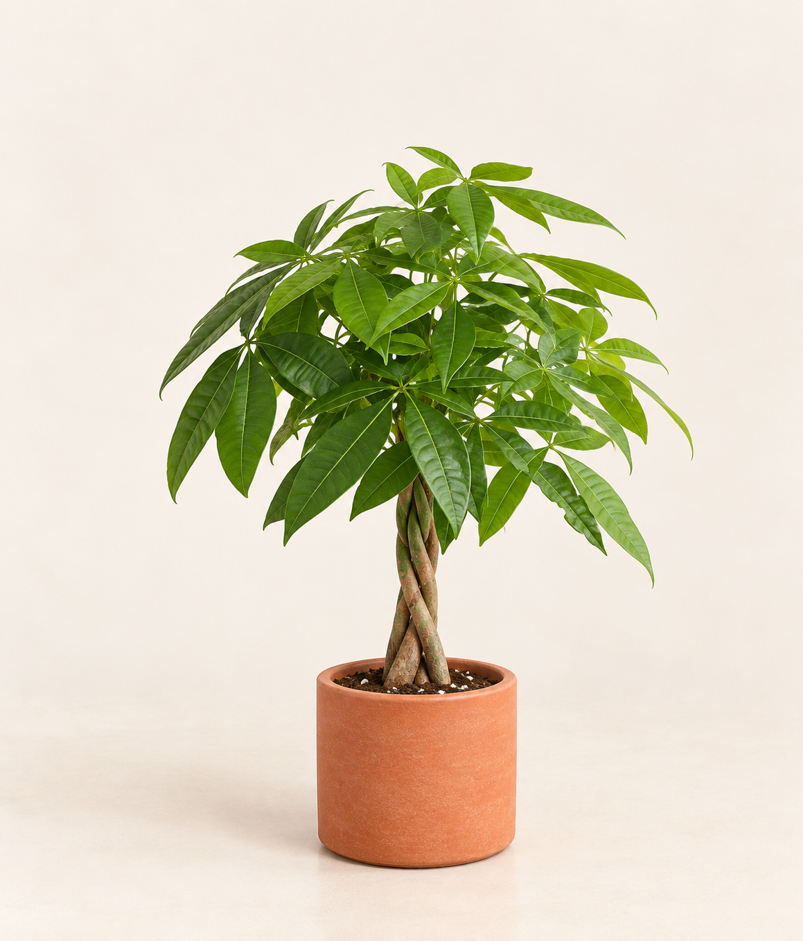 Pachira (Money Tree) (Braided)