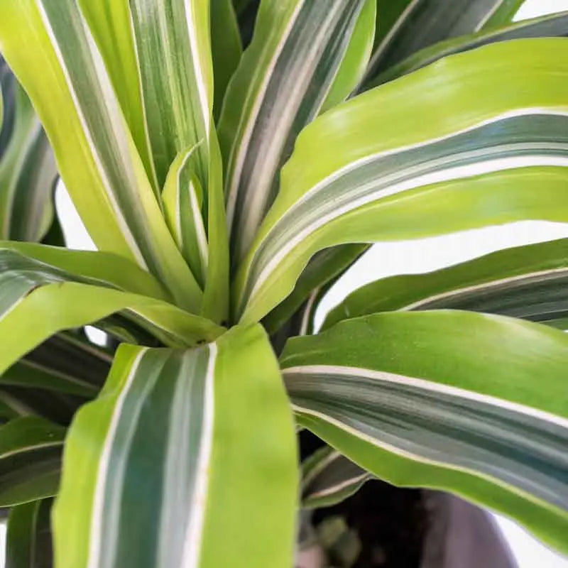 Dracaena ‘Lemon Lime’