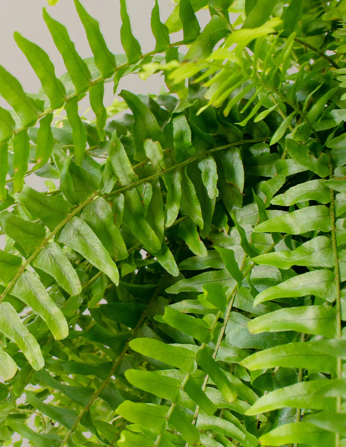Boston Fern (Nephrolepis exaltata)
