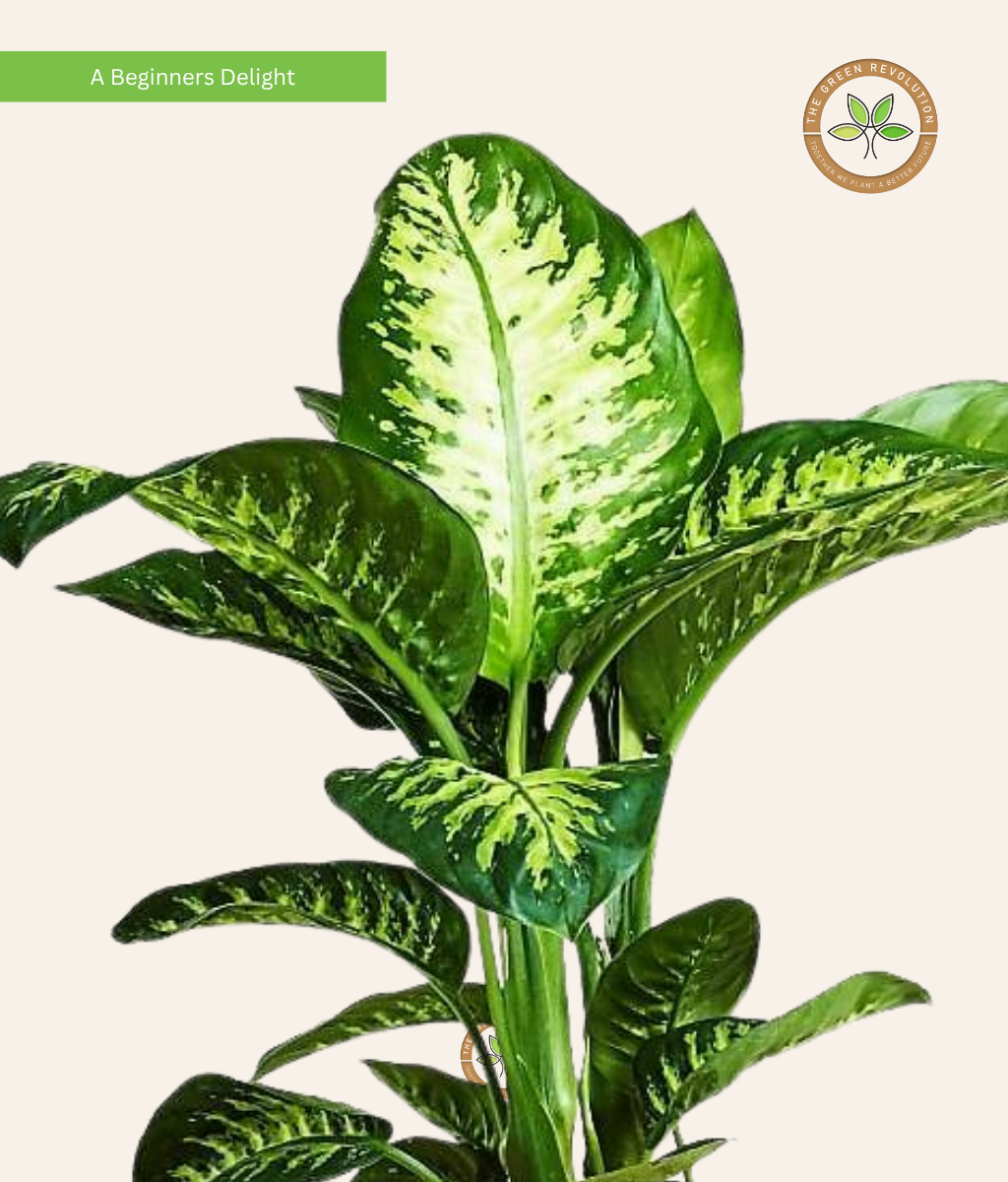 Dieffenbachia ‘Tropic Snow’