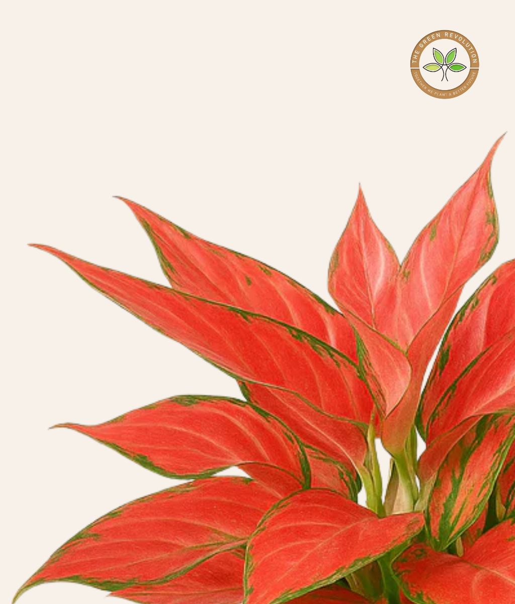 Aglaonema Red