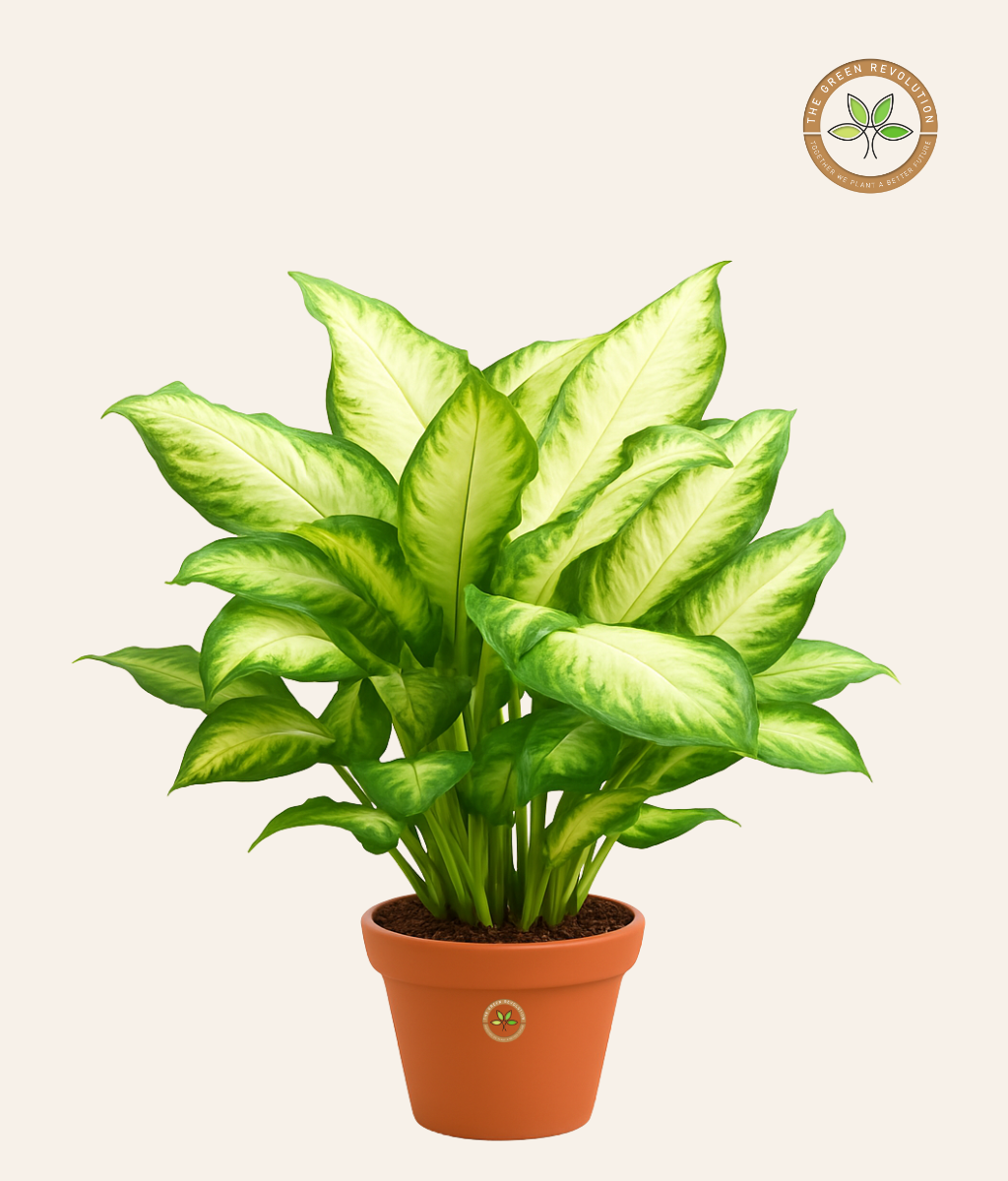Dieffenbachia ‘Camila’ (Dumb Cane)