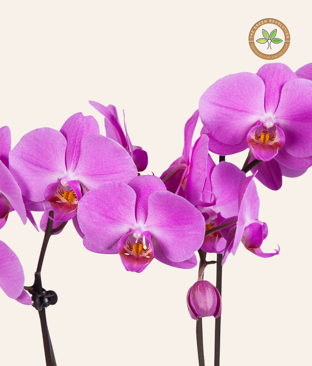 Orchid - Phalaenopsis