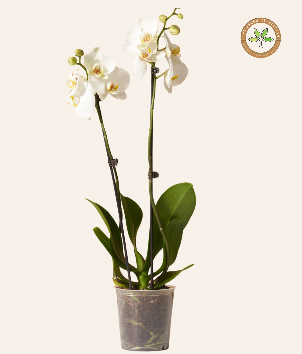Orchid - Phalaenopsis