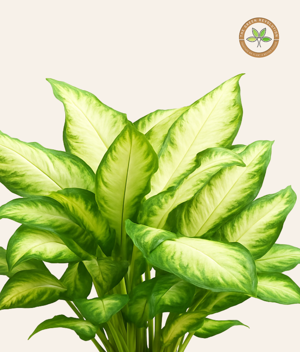 Dieffenbachia ‘Camila’ (Dumb Cane)