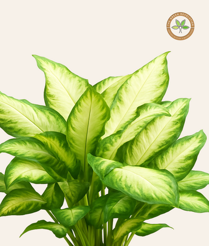 Dieffenbachia ‘Camila’ (Dumb Cane)