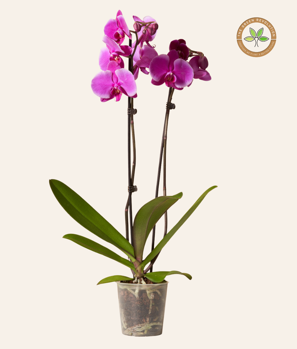 Orchid - Phalaenopsis