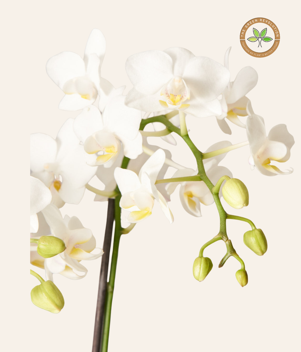 Orchid - Phalaenopsis