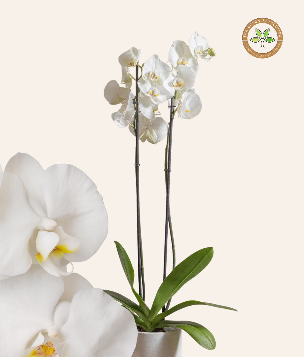 Orchid - Phalaenopsis