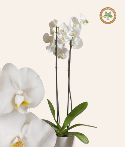 Orchid - Phalaenopsis