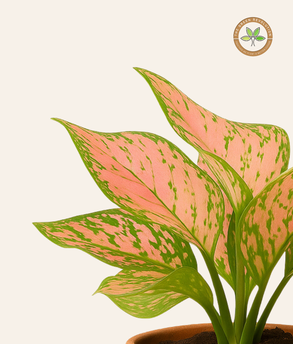Aglaonema Lipstick (Chinese Evergreen)