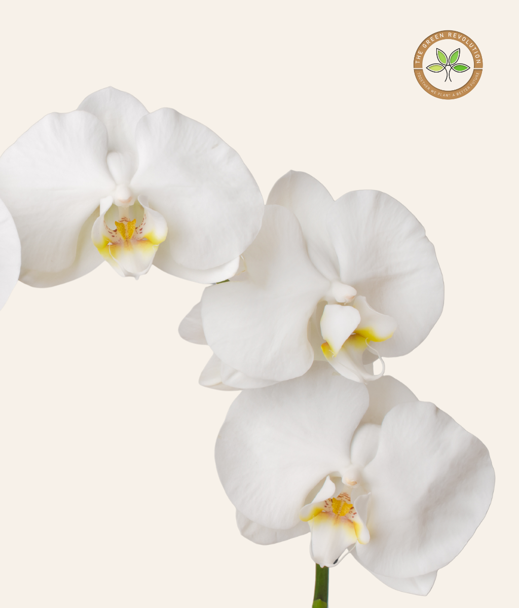 Orchid - Phalaenopsis