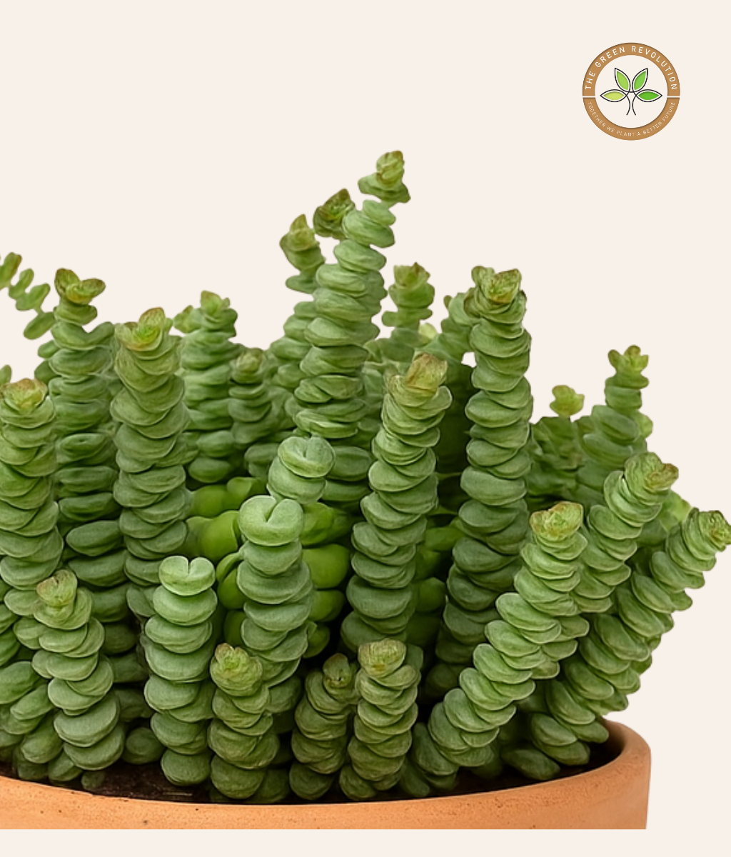 Crassula Marnieriana (Jade Necklace Plant)
