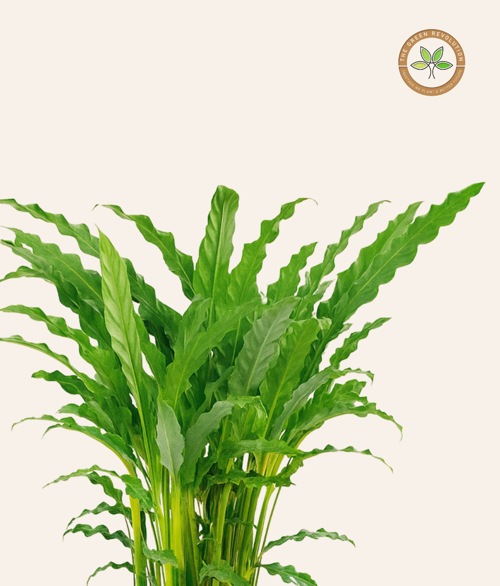 Calathea Bluegrass