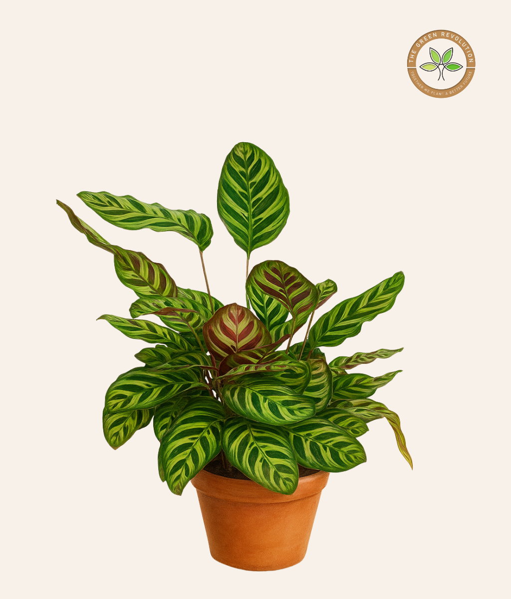 Calathea Makoyana (Peacock Plant)