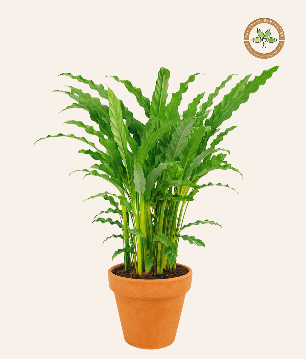 Calathea Bluegrass