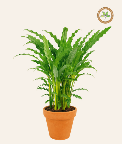 Calathea Bluegrass