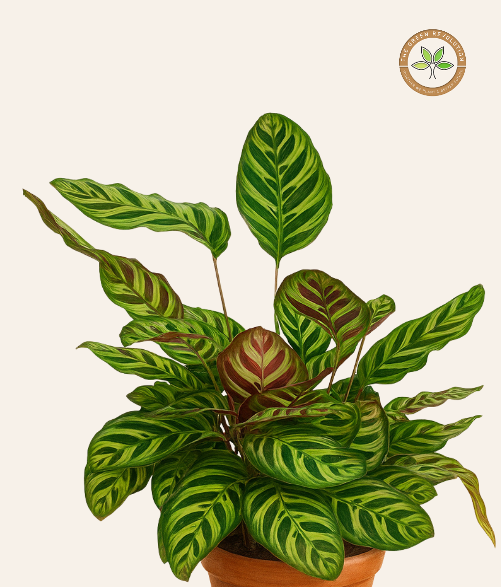 Calathea Makoyana (Peacock Plant)
