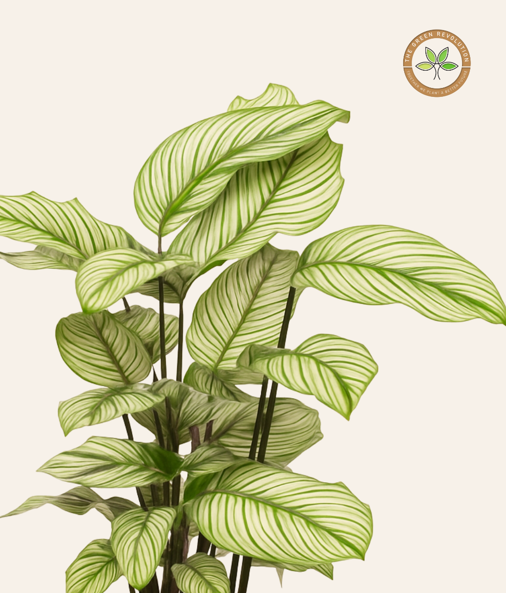 Calathea White Star (Calathea majestica &