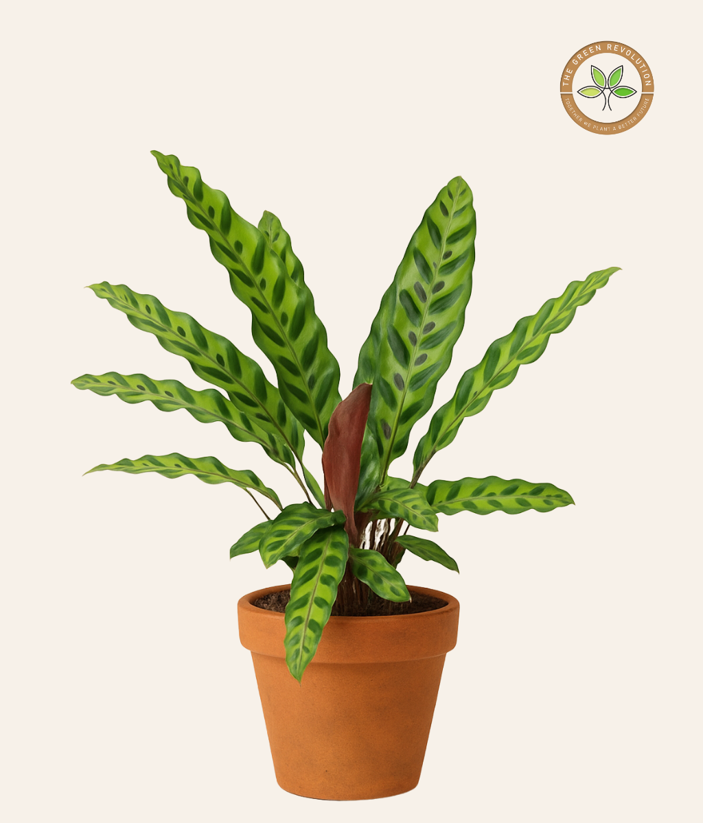Calathea Lancifolia (Zebra Plant)