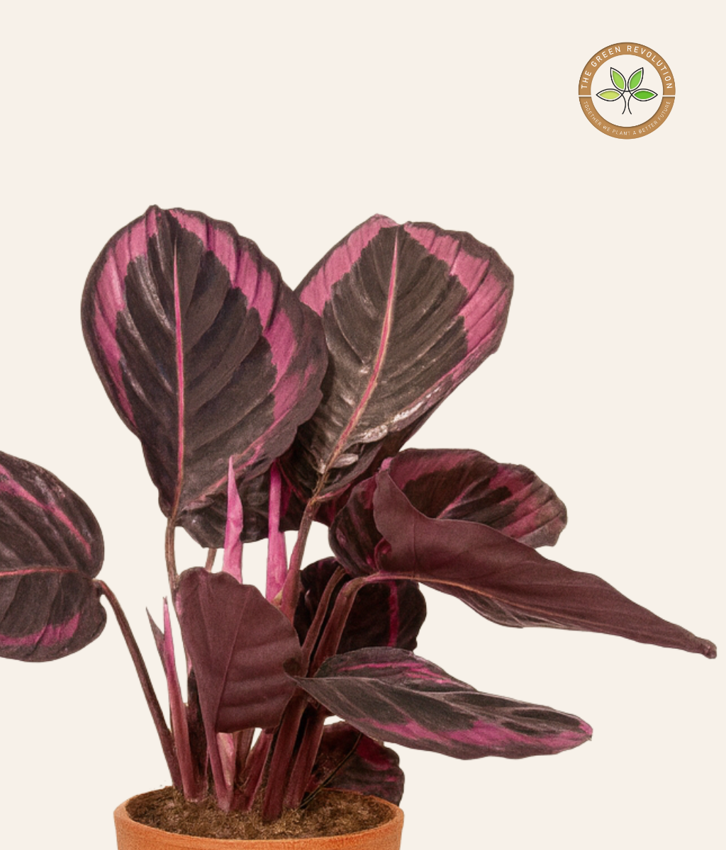 Calathea Dottie