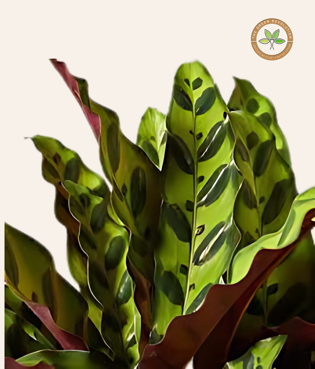 Calathea Lancifolia (Zebra Plant)