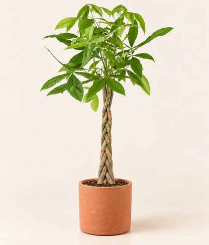 Pachira (Money Tree) (Braided)