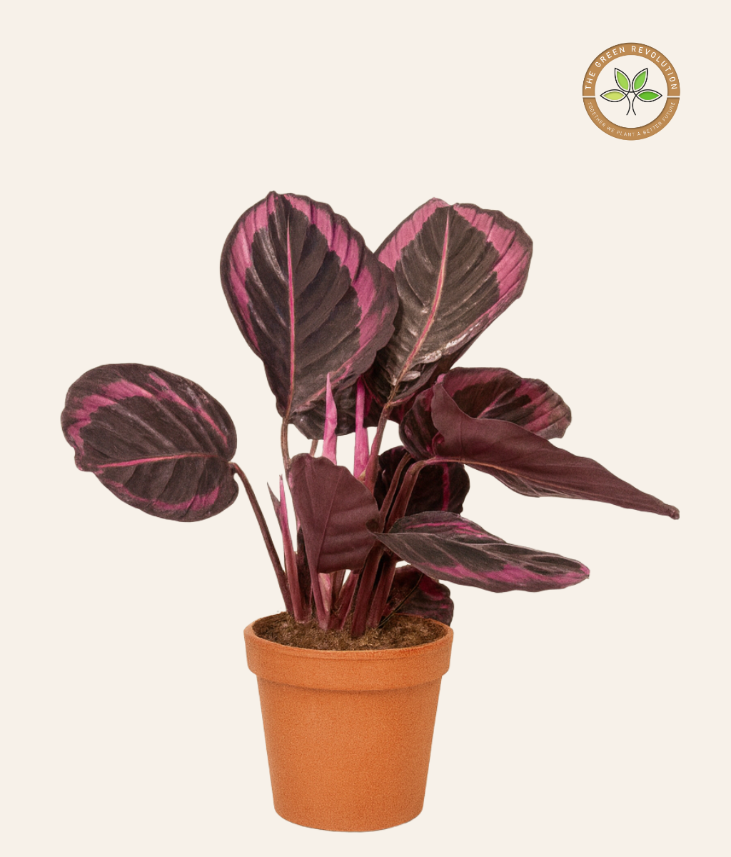 Calathea Dottie