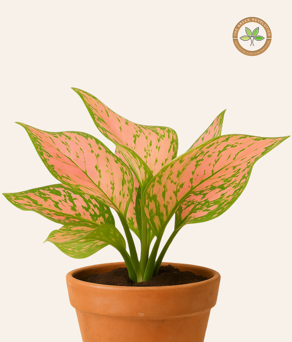 Aglaonema Lipstick (Chinese Evergreen)