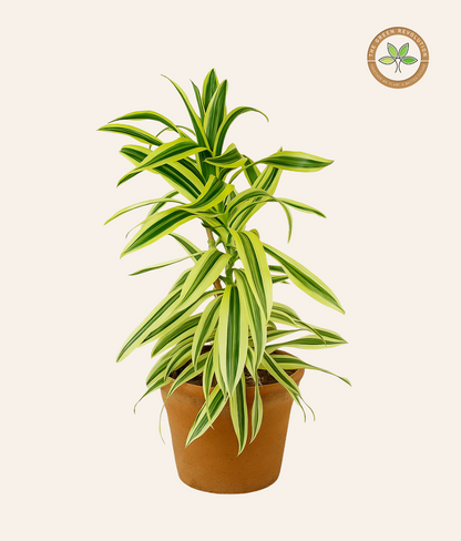 Dracaena Reflexa ‘Song of India’