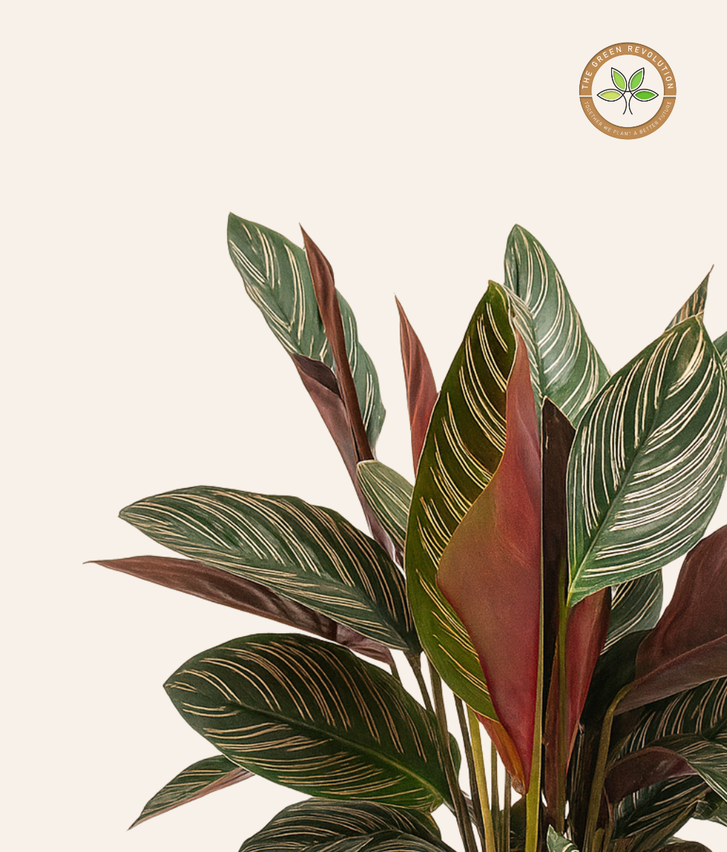Calathea White Star (Calathea majestica &