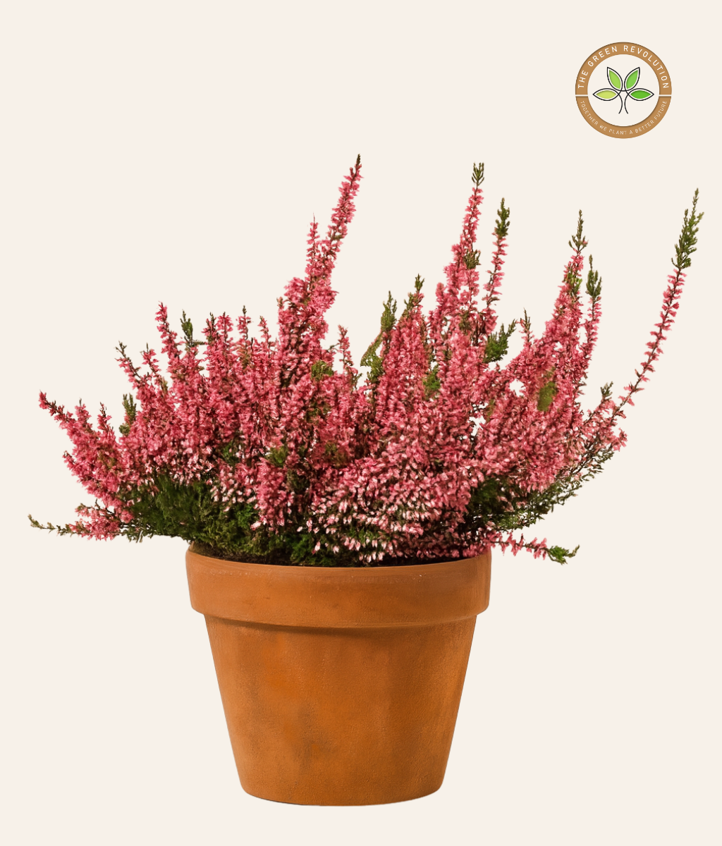 Calluna vulgaris (Common Heather)